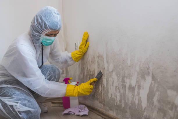 Best Industrial Mold Remediation in USA